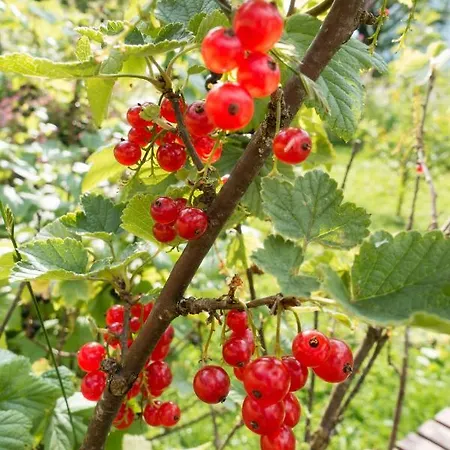 Reinthalers Werfenweng