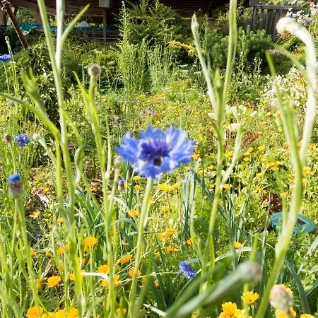 Apartamento Reinthalers *