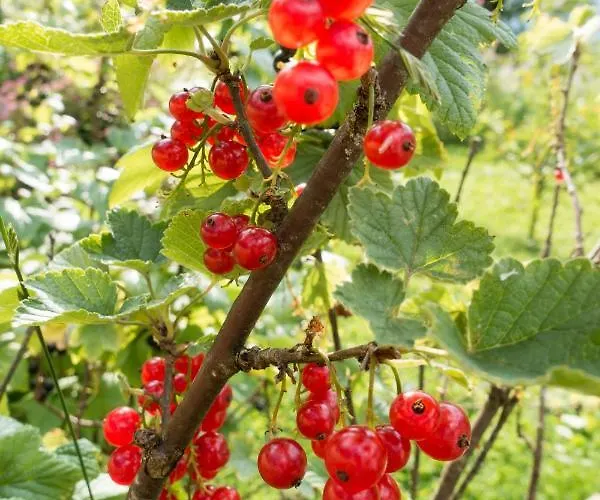 Reinthalers Werfenweng